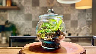 コンプセット　テラリウムコレクション Four Seasons Terrarium Kits | The Terrarium